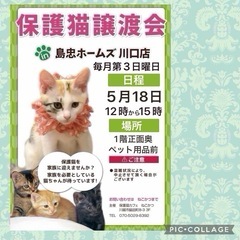 5/18（日）島忠ホームズ川口店保護猫譲渡会