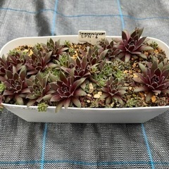 センペルビウム　ＳＰＮー６　寄せ植え　プランター ごと