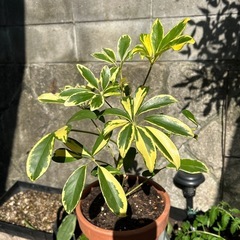 カポック鉢植え
