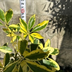 カポック鉢植えの画像