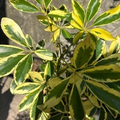 カポック鉢植えの画像