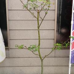 紅葉の木