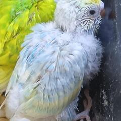セキセイインコ　5/13 パステルレインボー - 引っ越し