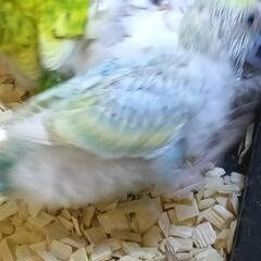 セキセイインコ　5/13 パステルレインボー − 埼玉県