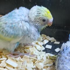 セキセイインコ　5/13 パステルレインボー