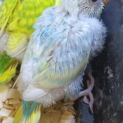 セキセイインコ　5/13 パステルレインボー - 地元のお店