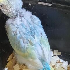 セキセイインコ　5/13 パステルレインボー - 春日部市