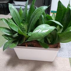観葉植物(サンスベリア）