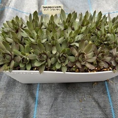 センペルビウム　スノーブルギー　寄せ植え　プランター ごと