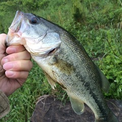 ルアー釣り仲間募集