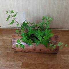 古民家カフェに【丸太くり抜きプランターカバー&アイビー】個性的