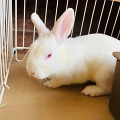 ウサギ　里親募集