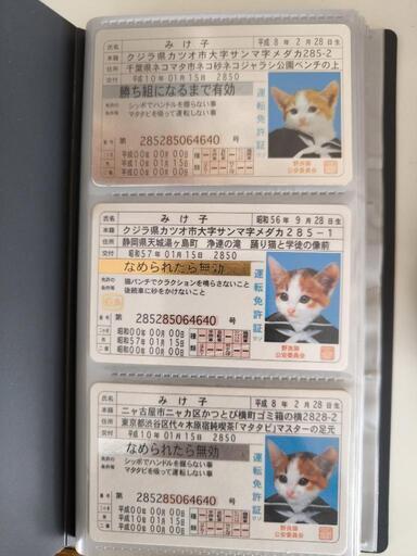 懐かしのなめ猫の免許証です。（未使用） なめ猫 免許証 タマ 又吉 懐かし 80年代 なめ猫グッズ 昭和