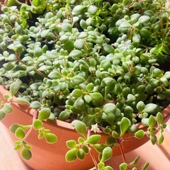 ブロウメアナ　ふわっと葉の愛らしい多肉植物　