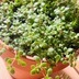 ランキングキーワードに紐づく投稿画像-多肉植物