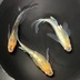 ランキングキーワードに紐づく投稿画像-メダカ