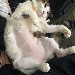 里親さん探しています。