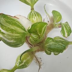 斑入りホテイアオイ　3株