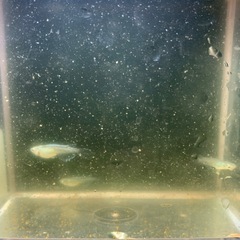 マリアージュロングフィン若魚
