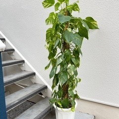 ポトスタワー　150センチ　観葉植物
