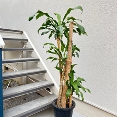 ドラセナマッサンゲアナ 140㎝　観葉植物