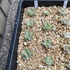 多肉植物抜き苗販売