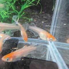 【紅白体外光】 メダカ 成魚・屋外飼育【大分市手渡し】めだかの画像