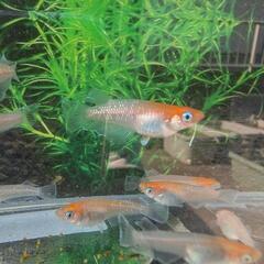 【紅白体外光】 メダカ 成魚・屋外飼育【大分市手渡し】めだかの画像