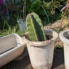 観葉植物 柱サボテン