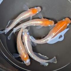 【紅白体外光】 メダカ 成魚・屋外飼育【大分市手渡し】めだか