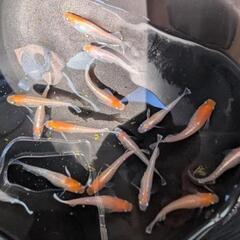 【紅白体外光】 メダカ 成魚・屋外飼育【大分市手渡し】めだかの画像
