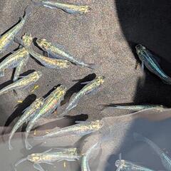 【黒百式体外光】 メダカ 成魚・屋外飼育【大分市手渡し】めだかの画像