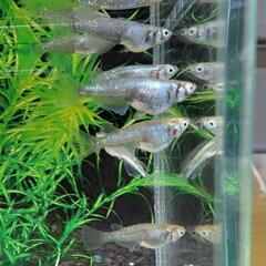 【黒百式体外光】 メダカ 成魚・屋外飼育【大分市手渡し】めだかの画像