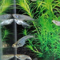 【黒百式体外光】 メダカ 成魚・屋外飼育【大分市手渡し】めだかの画像