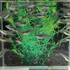 【黒幹之】 メダカ 成魚・屋外飼育【大分市手渡し】めだかの画像