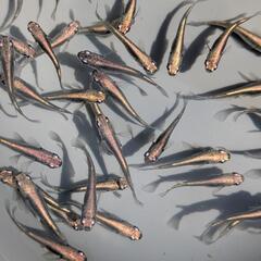 【黒幹之】 メダカ 成魚・屋外飼育【大分市手渡し】めだか