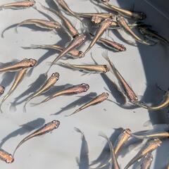 【黒幹之】 メダカ 成魚・屋外飼育【大分市手渡し】めだかの画像