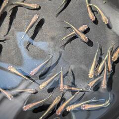 【黒幹之】 メダカ 成魚・屋外飼育【大分市手渡し】めだかの画像