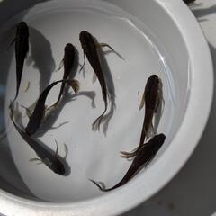 【サタン】 メダカ 成魚・屋外飼育【大分市手渡し】めだか