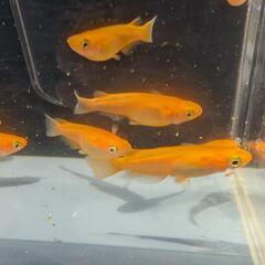 【久万楊貴妃】 メダカ 成魚・屋外飼育【大分市手渡し】めだかの画像