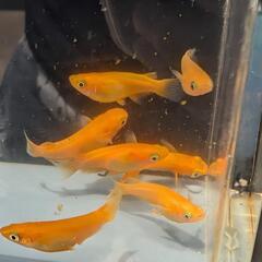 【久万楊貴妃】 メダカ 成魚・屋外飼育【大分市手渡し】めだかの画像