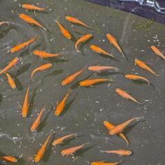 【久万楊貴妃】 メダカ 成魚・屋外飼育【大分市手渡し】めだかの画像