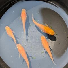 【久万楊貴妃】 メダカ 成魚・屋外飼育【大分市手渡し】めだかの画像