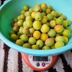 小梅5月14日15時頃収穫