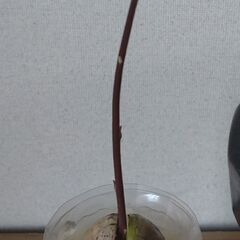 ☆　アボガド苗木（15㎝）　観葉植物　インテリア　水耕栽培　☆