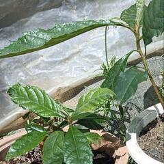 　枇杷の木　苗木　１年生　２個入り　鉢植え　