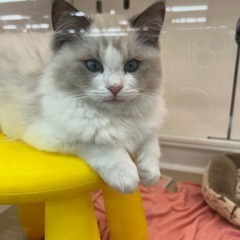キャットタワーや猫グッズ