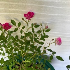 薔薇　⭐️の画像
