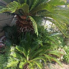 ドライガーデニング　観葉植物　子株２つ　蘇鉄　ソテツ　そてつ　地...