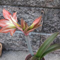 お取引先決まりました【お値下げ】大きな花の赤いアマリリスの画像